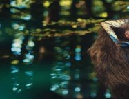 Emily’nin Sihirli Yolculuğu